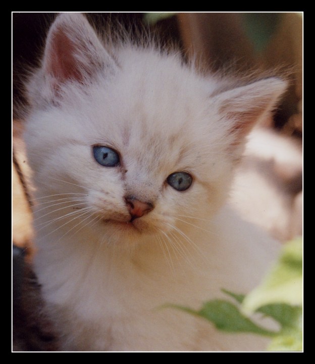 Snowflake Portrait