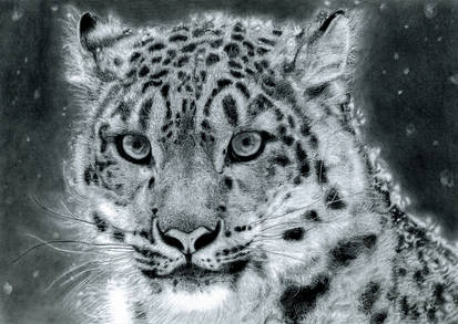 Snow Leopard