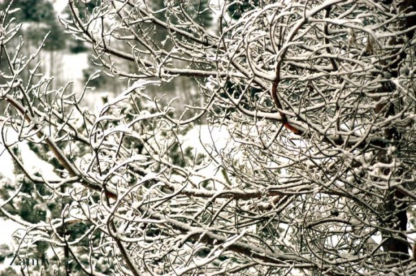 twigs of winter