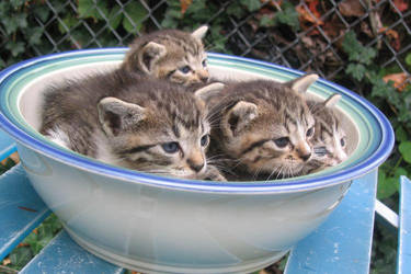 Kitten Bowl