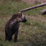 Baby Spotted Hyena