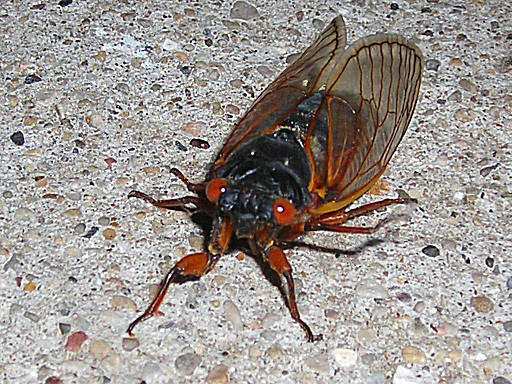 Sakyda Insect Sakada by BonnieMeilicke86 on DeviantArt