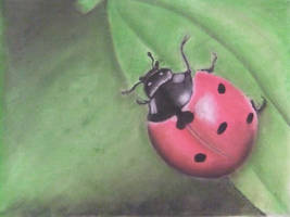 Ladybug on a leaf