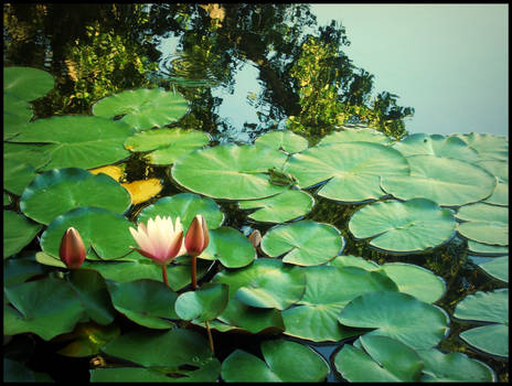 Water lily and frog