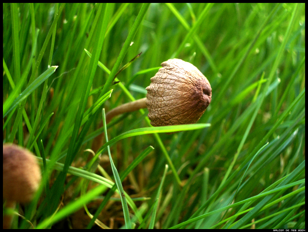 Vendredi sur l'herbe ...