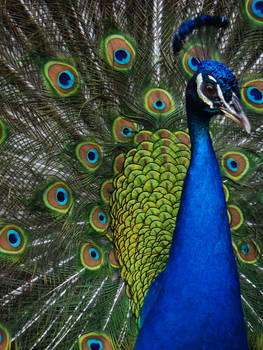 Peacock 3