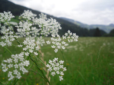 Mountain Flower