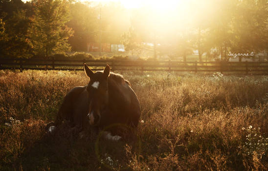 Sunset Beauty Rest