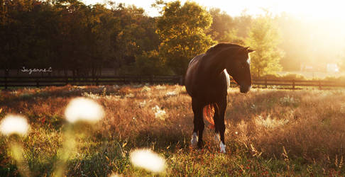 Heaven's Pasture