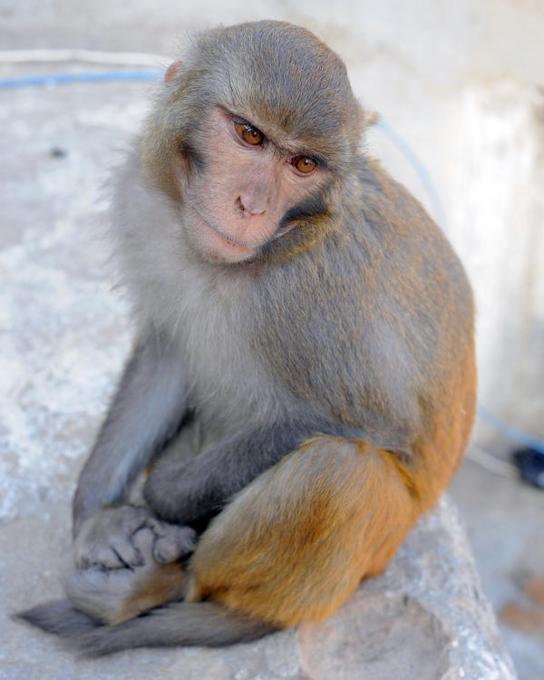 Monkey (Katmandu, Nepal)