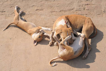 Dogs (Varanasi, India)