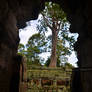 A tree in the temple