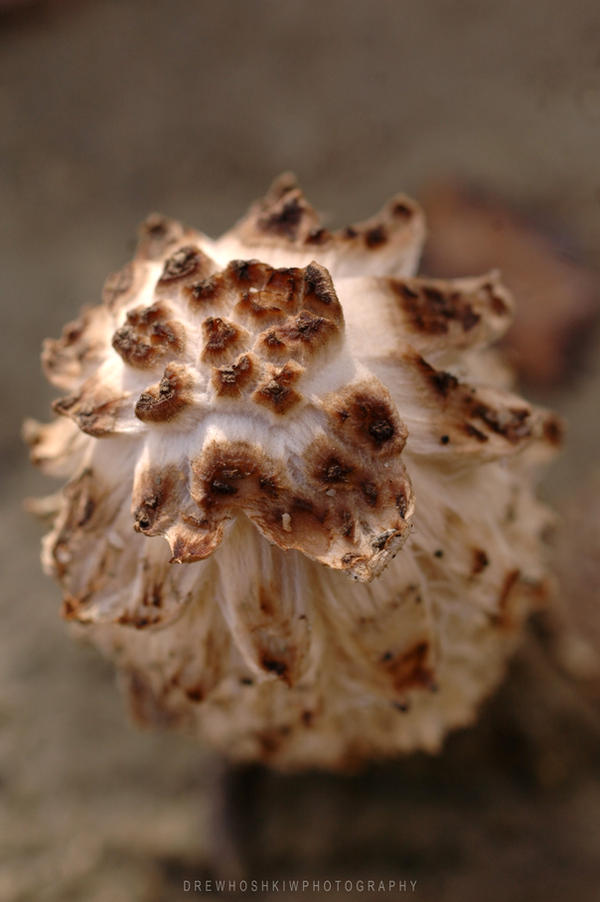 Mushroom Macro