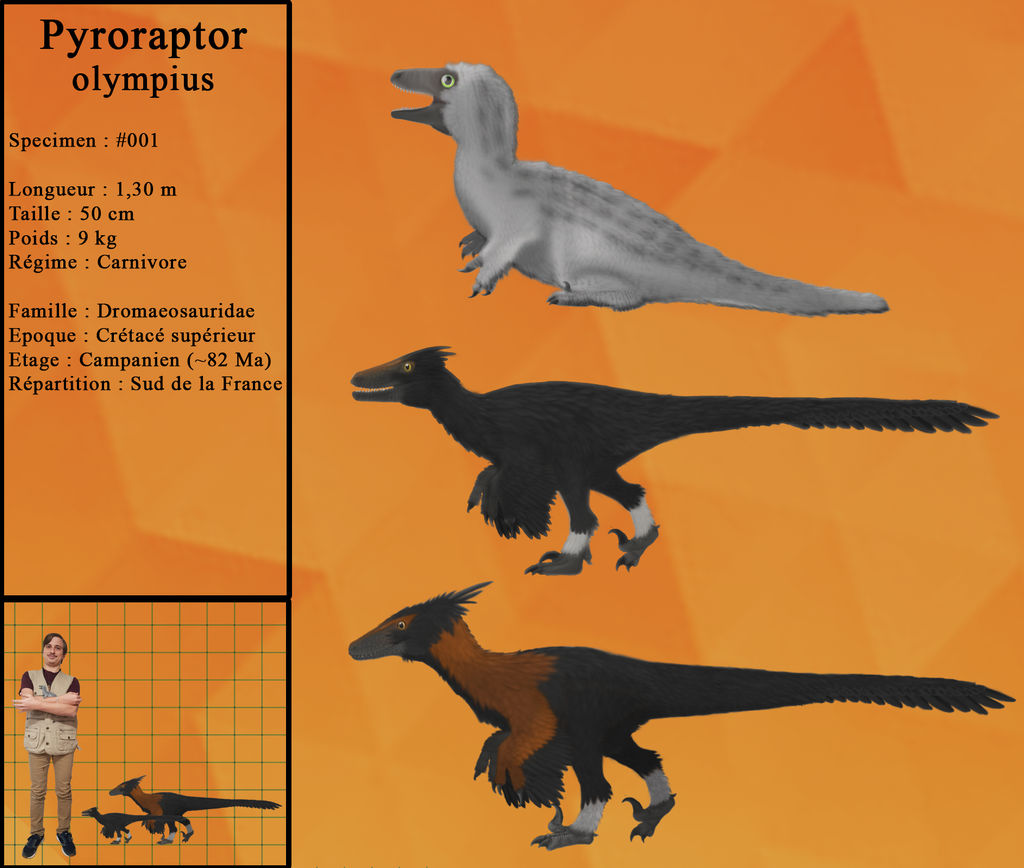 Pyroraptor olympius - Infographie by pyroraptor19 on DeviantArt