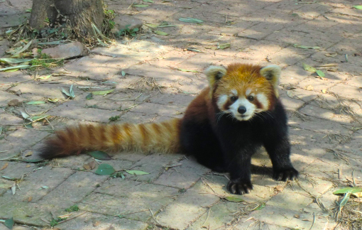 Red Panda stock