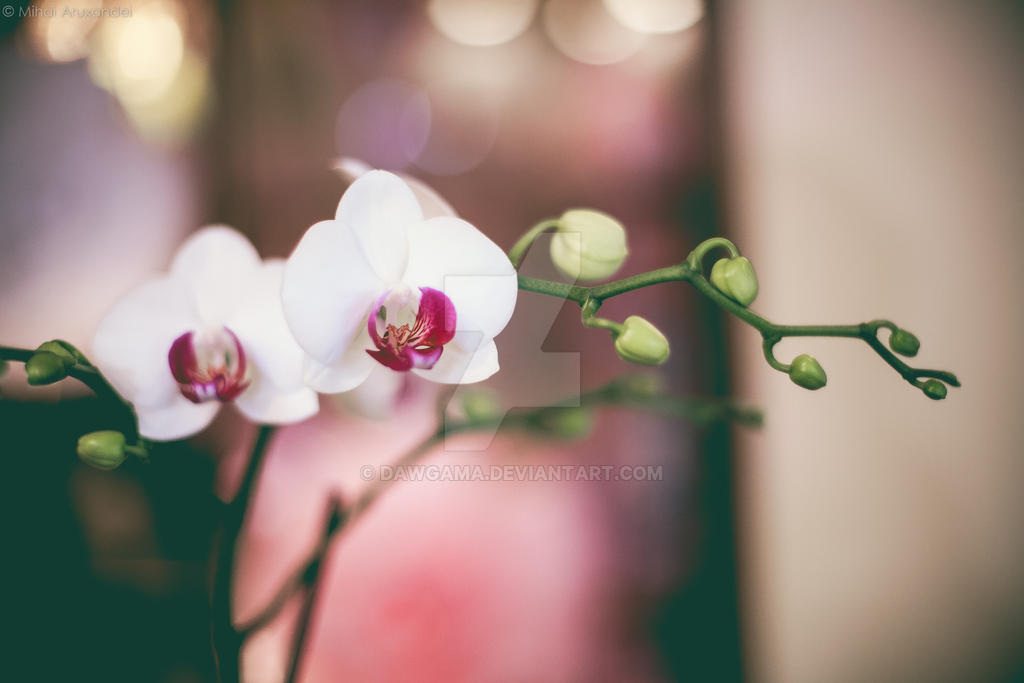 Orchid 2