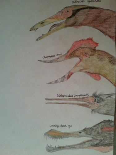 Cat sized or smaller pterodactyloidea by Rainbowleo on DeviantArt