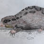 Docofossor brachydactylus