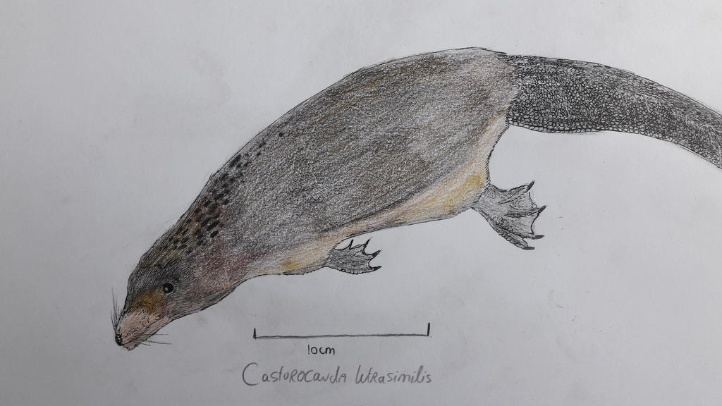 Castorocauda lutrasimilis