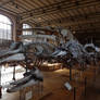 Some whale skeletons