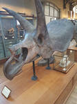 Triceratops horridus skull