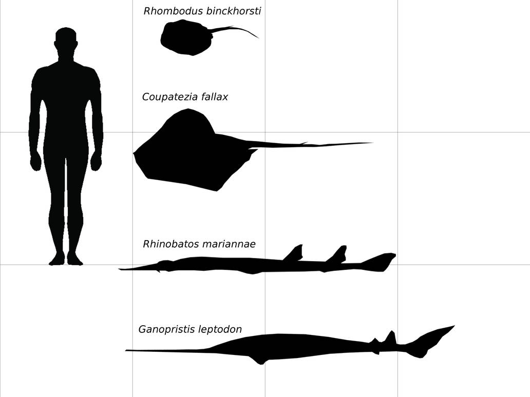 Maastricht formation: batoids by Corallianassa on DeviantArt