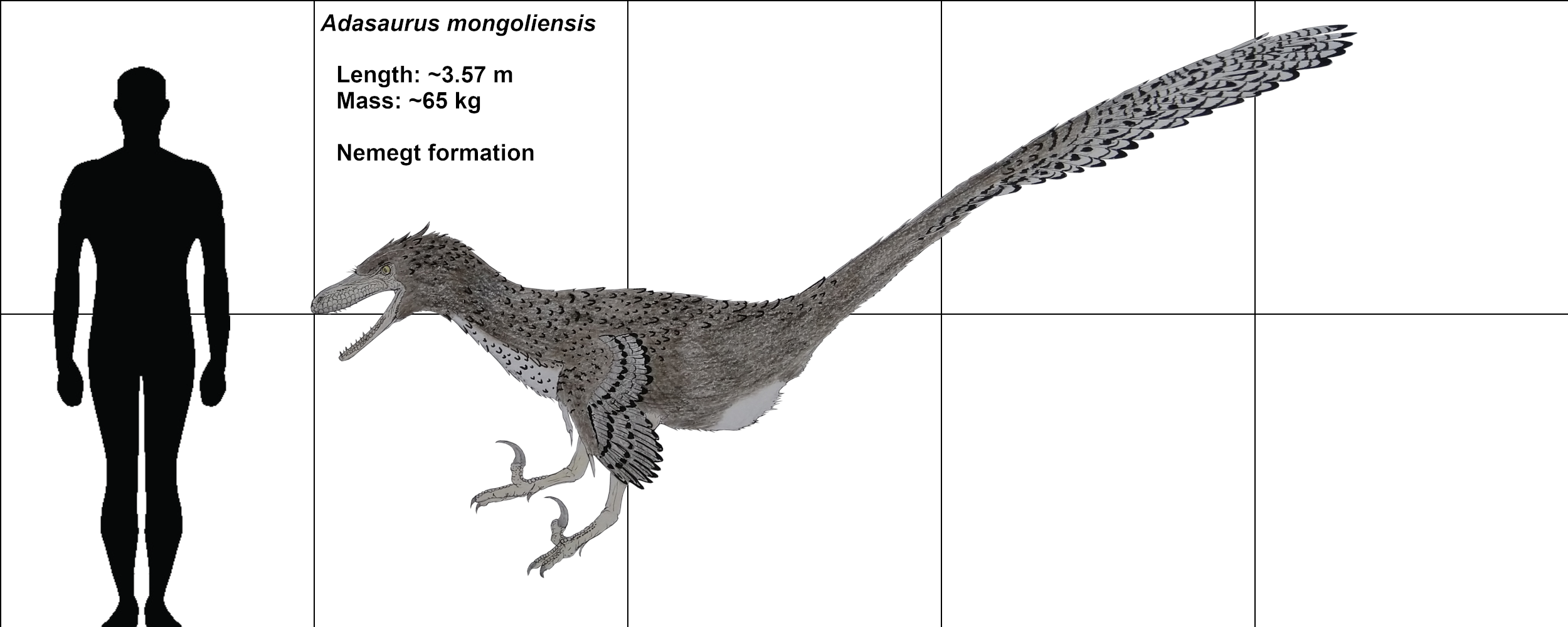 Agasaurus Adasaurus chart by Corallianassa on DeviantArt