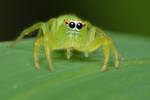 green jumping spider closeup by troypiggo