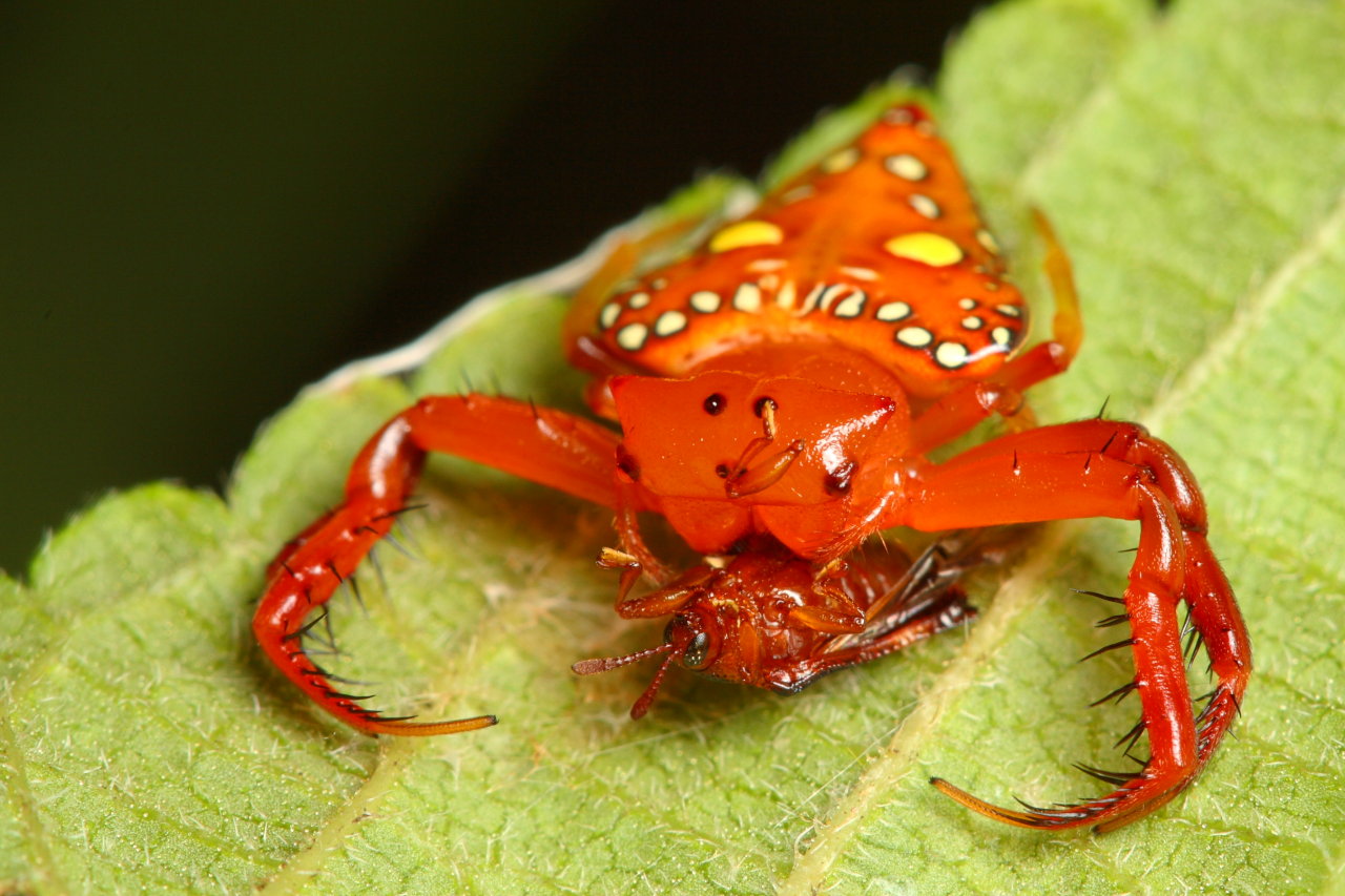 triangular spider eating lunch