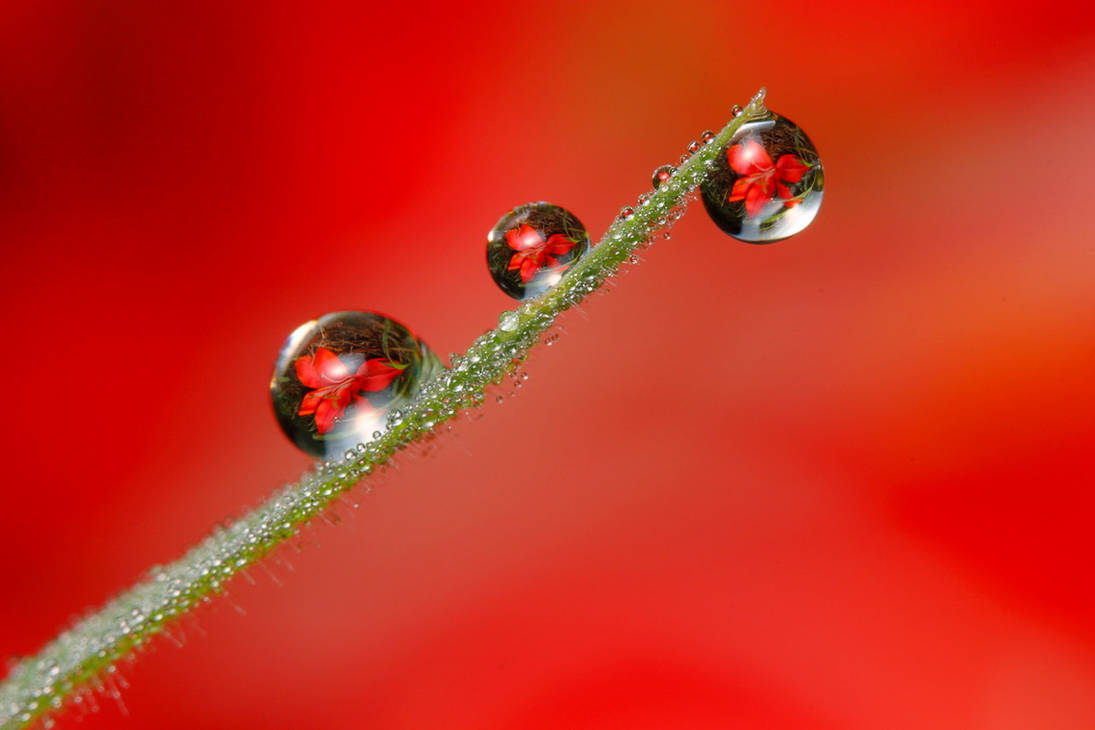 dewdrop flower by troypiggo