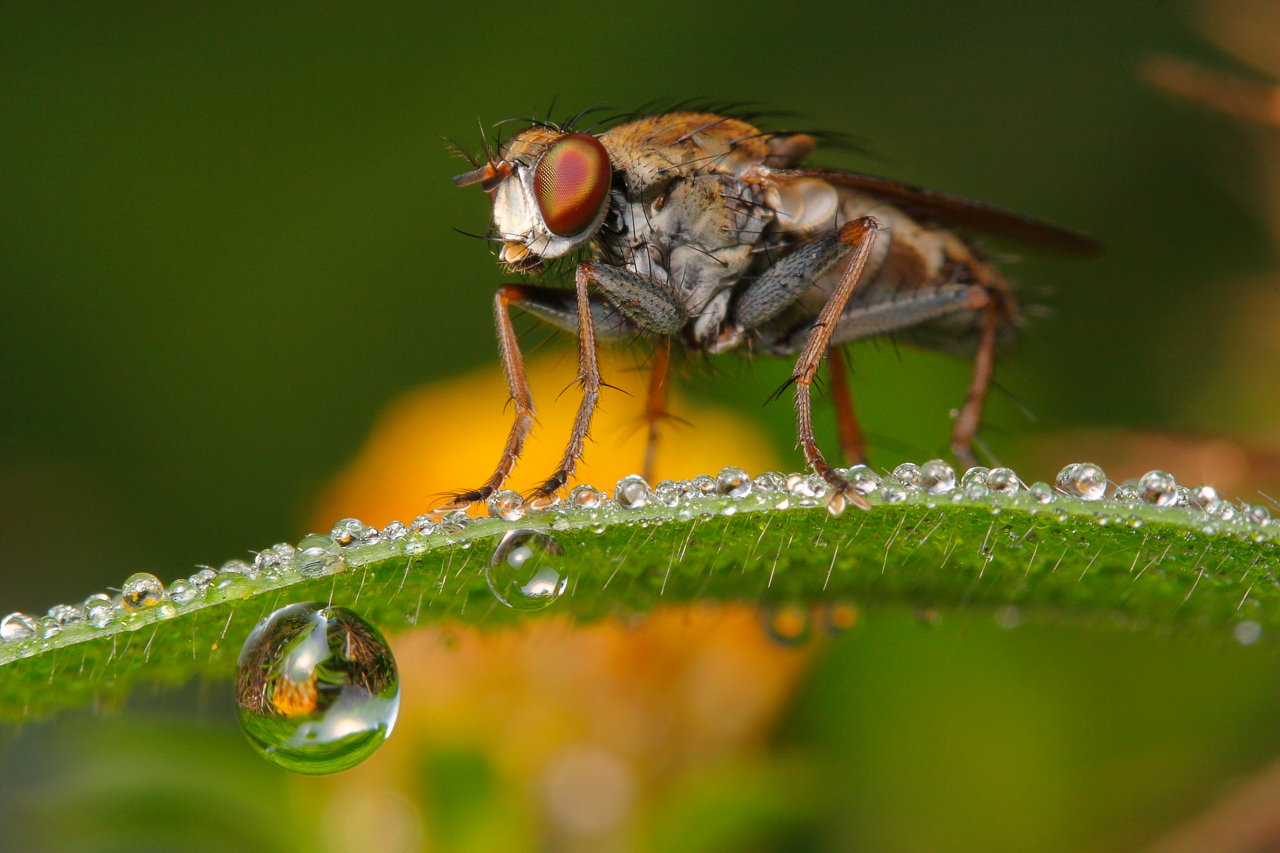 Dewy Fly