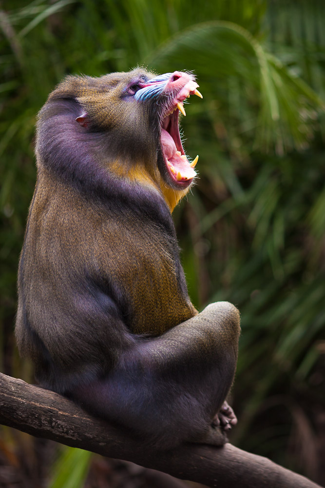 I am Mandrill, hear me Roawrrr