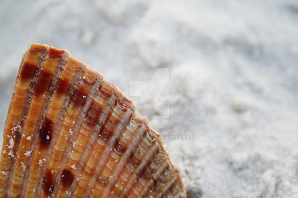 Sandy shell by bluetimejt on DeviantArt