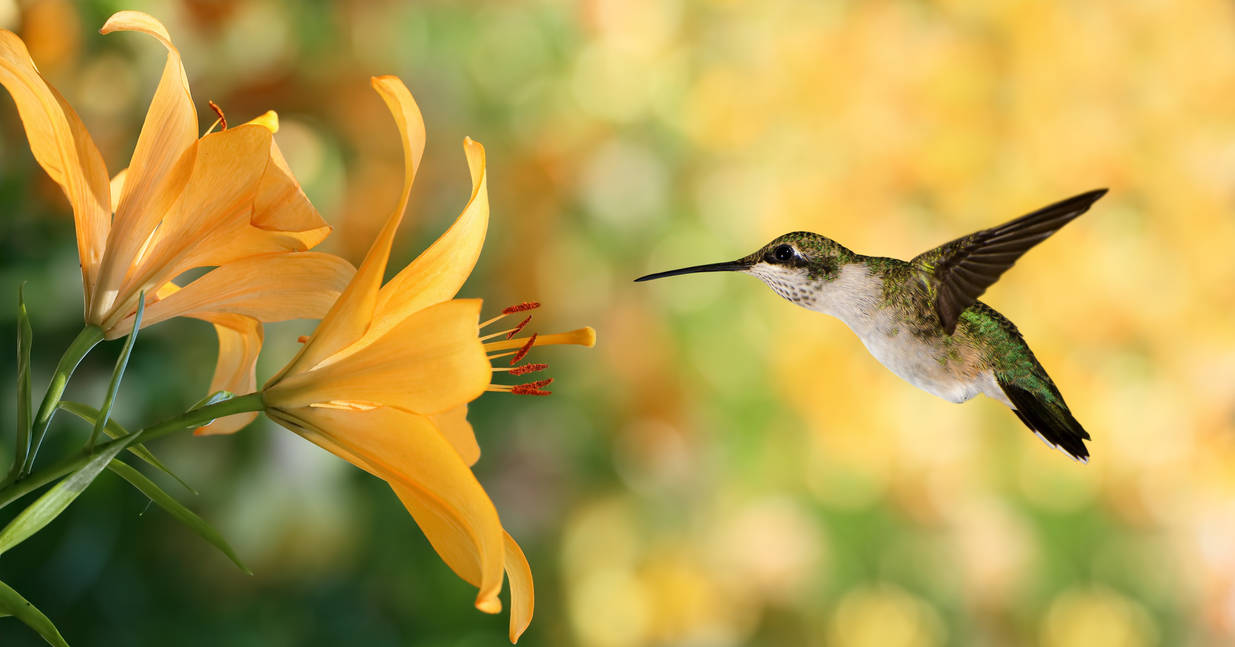 Hummingbird hovering by LoverPrints