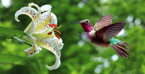Hummingbird hovering 4