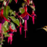 Hummingbird hovering 5