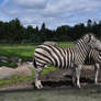 Zebras: Together