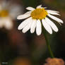 Marguerite