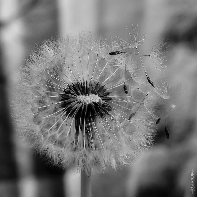 La fleur parachute