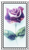 Winter Rose stamp