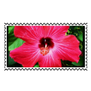 Hibiscus Stamp