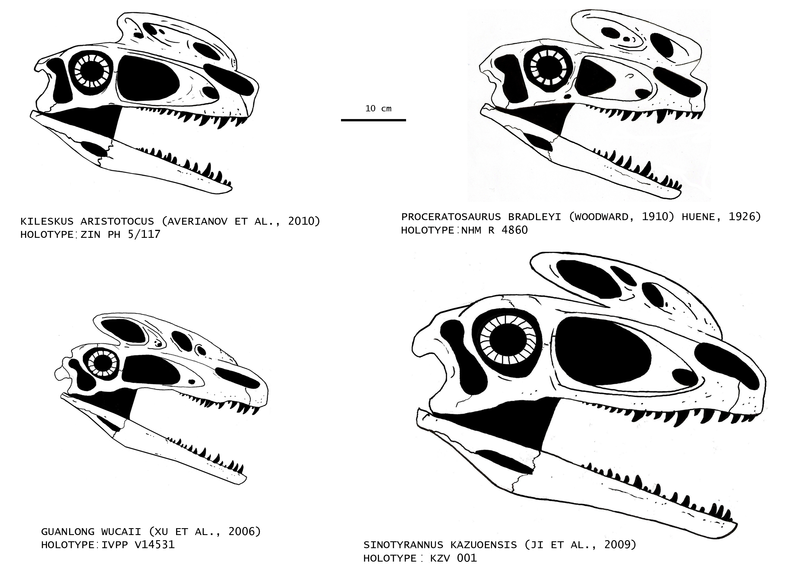 Proceratosauridae pt.2