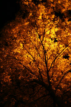 Fall at night.