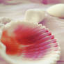 shells