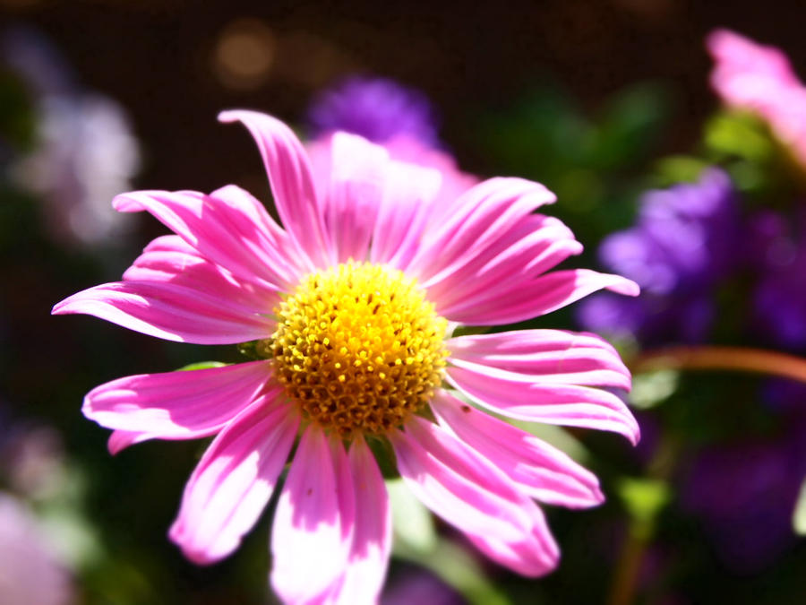 Pink flower