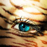 Eye of the tiger