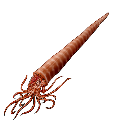 Endoceras Redo (Spaghetti PNG)