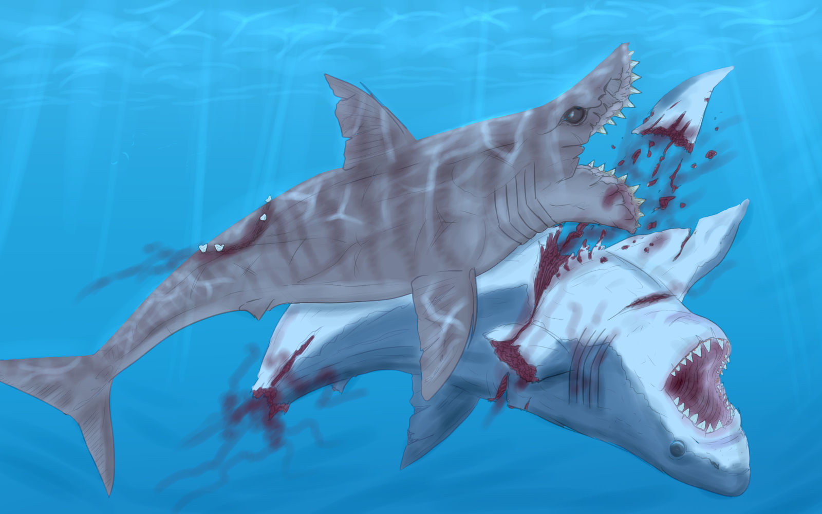 edestus vs megalodon wallpaper by