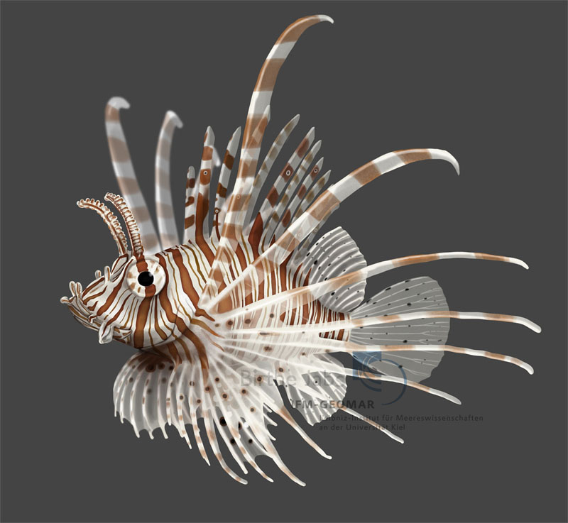 Lionfish