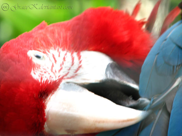 Red and Green Macaw